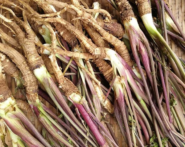 Dong Quai: A Traditional Herb for Modern PMDD Relief