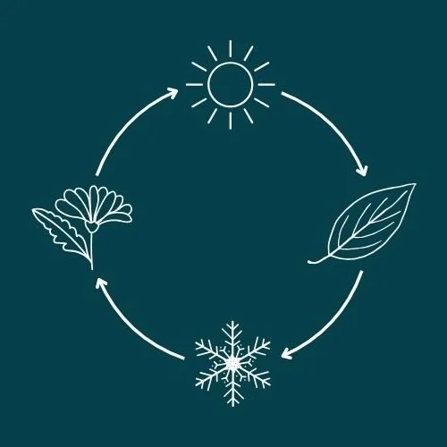 The Menstrual Cycle and PMDD: Understanding the Connection