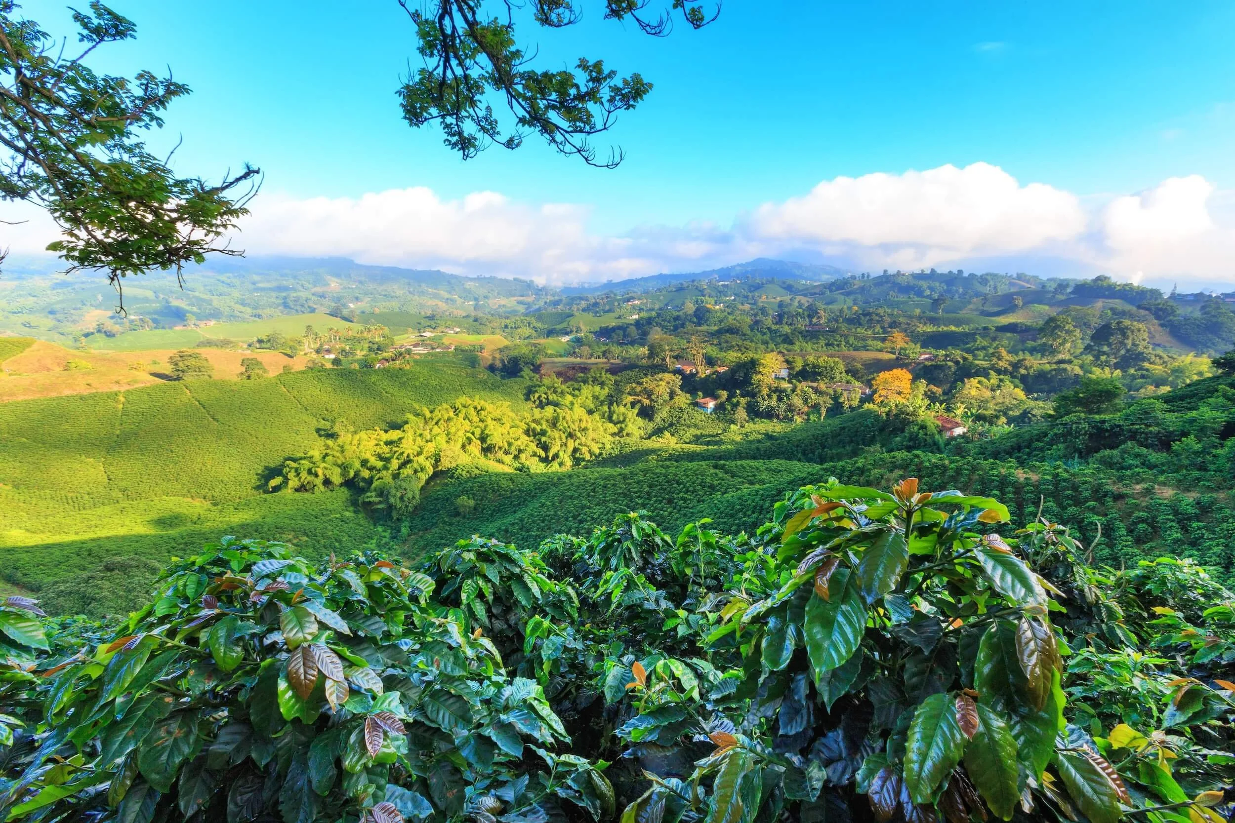 Colombian Coffee: The Story Behind the World’s Most Famous Bean