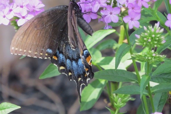 blackswallowtail-on-jenna-garden-phlox.jpeg