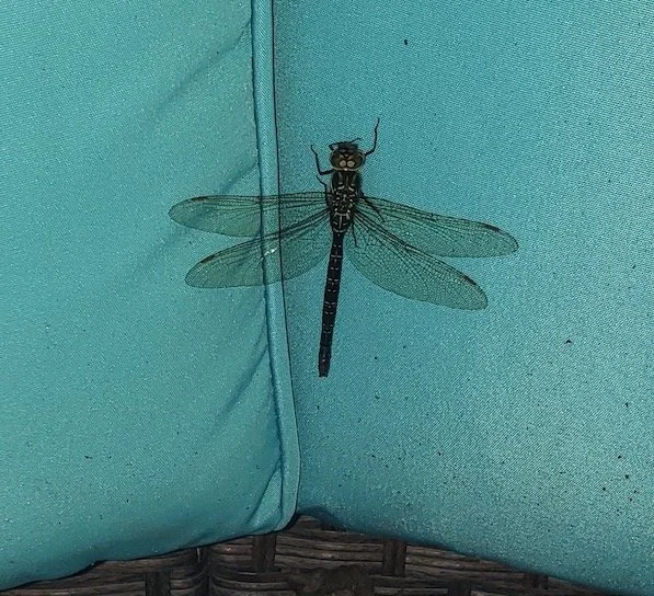 Dragonfly on cushion