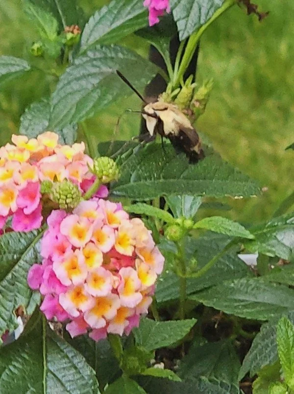 Hummingbird clearwing moth on lantana