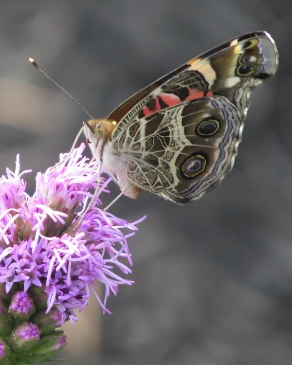 American Lady butterfly on Liatris spicata Dense Blazing Star
