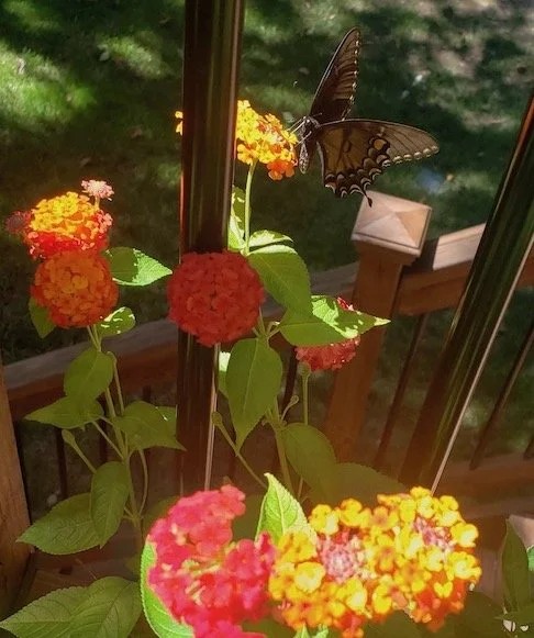 Black swallowtail on lantana