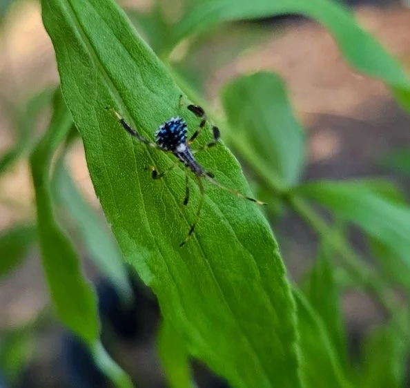 Leaf footed bug nymph