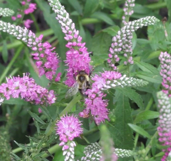Bumblebee on Speedwell flowers