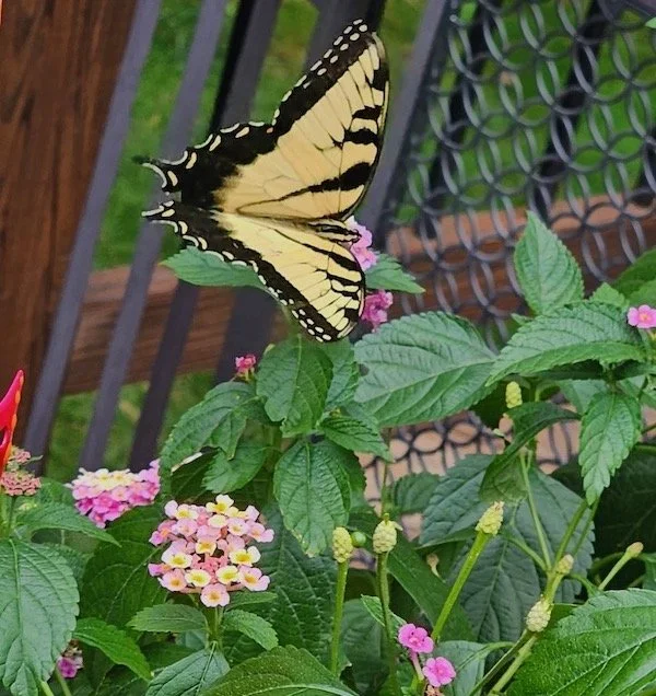 Eastern tiger swallowtail on lantana flowers