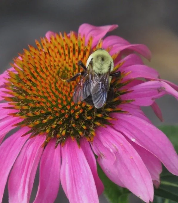 Bumblebee on purple coneflower