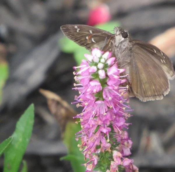 Wild Indigo Duskywing on Speedwell plant