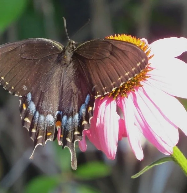 Black swallowtail on purple coneflower
