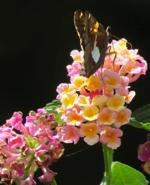 Silver spotted skipper butterfly