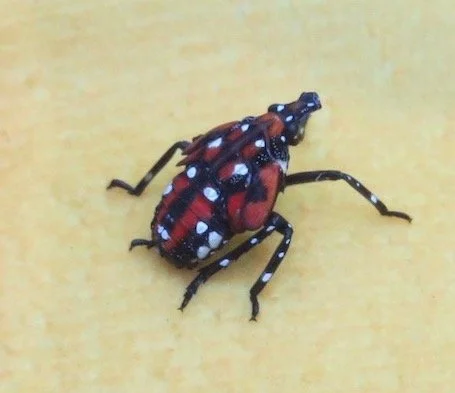 Spotted Lanternfly