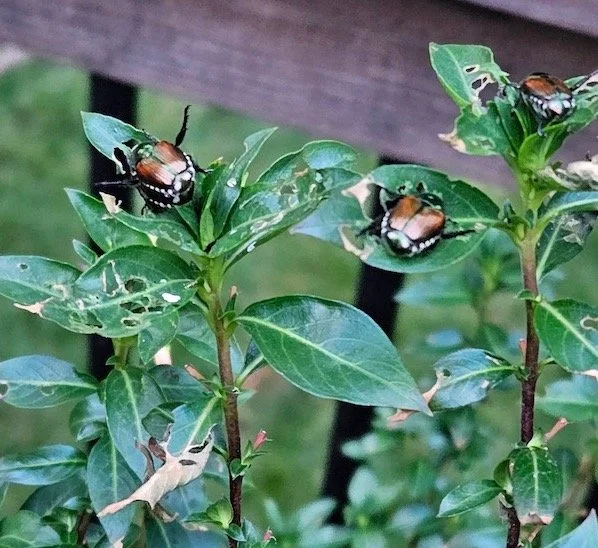 Japanese beetles on skeletonized cigar plant