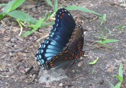 Red Spotted Purple Butterfly