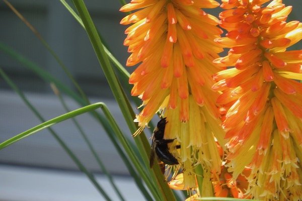 Carpenter Bee on red hot poker plant