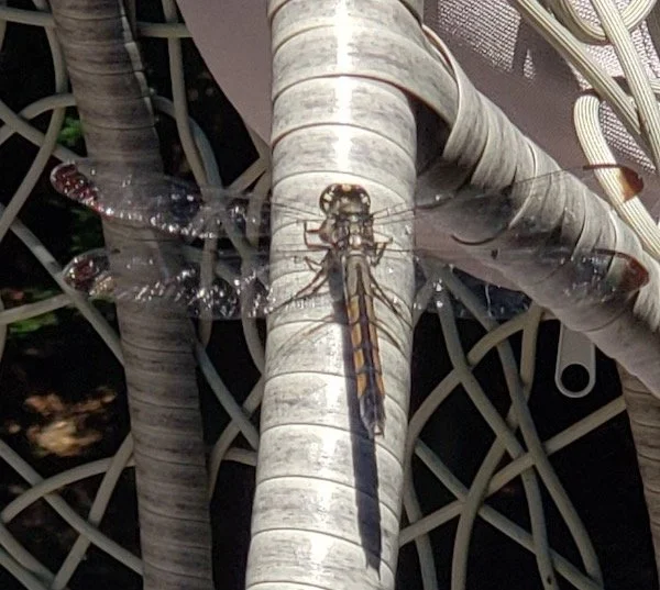 Dragonfly on arm of chair