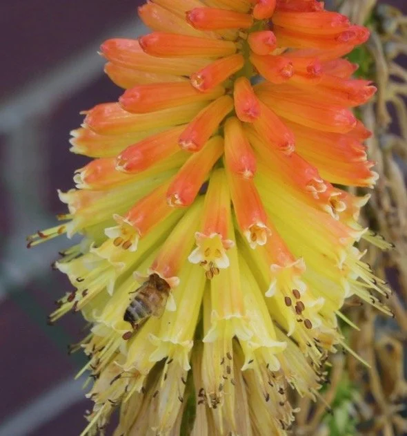 bee on red hot poker plant