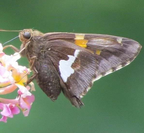 Silver Spotted Skipper
