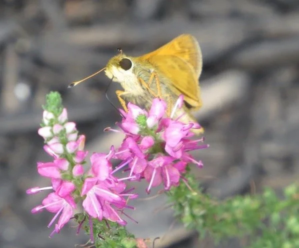 Meske Skipper Butterfly on Speedwell plant