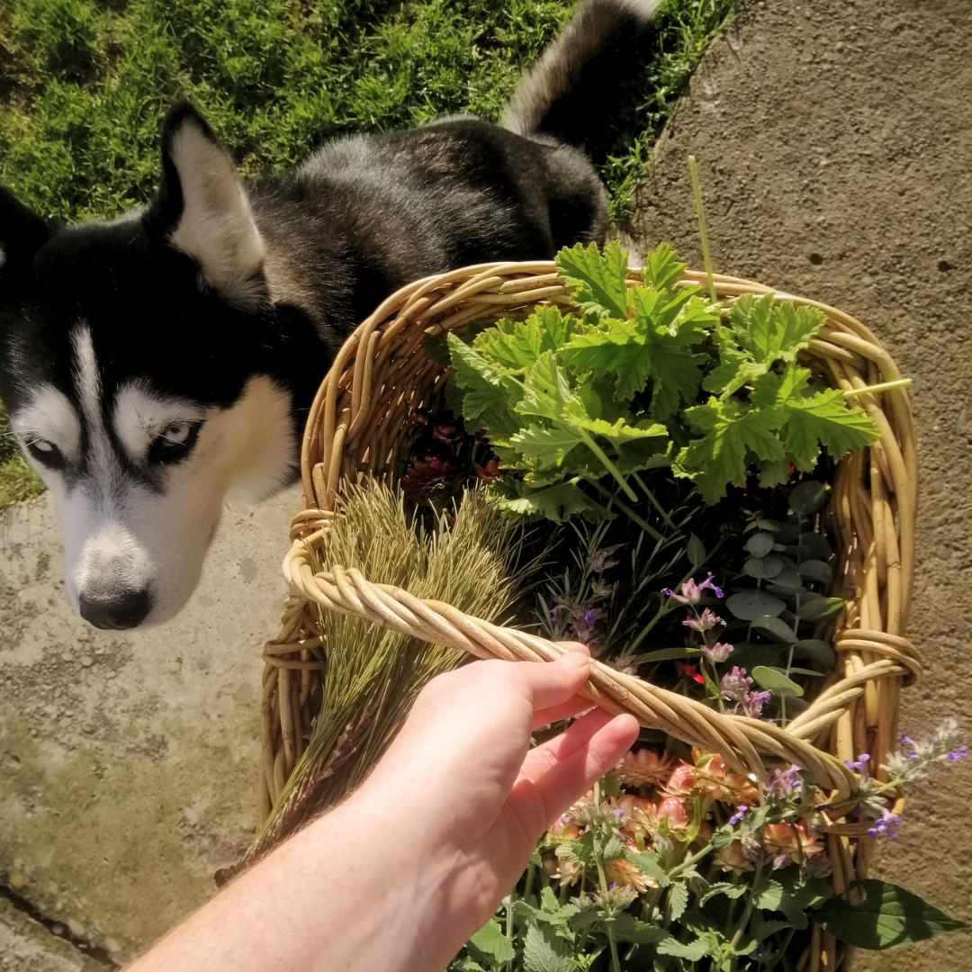 Emma holding a basket of freshly harvested herbs, with  Blue the Siberian Husky dog nearby on a sunny day.
