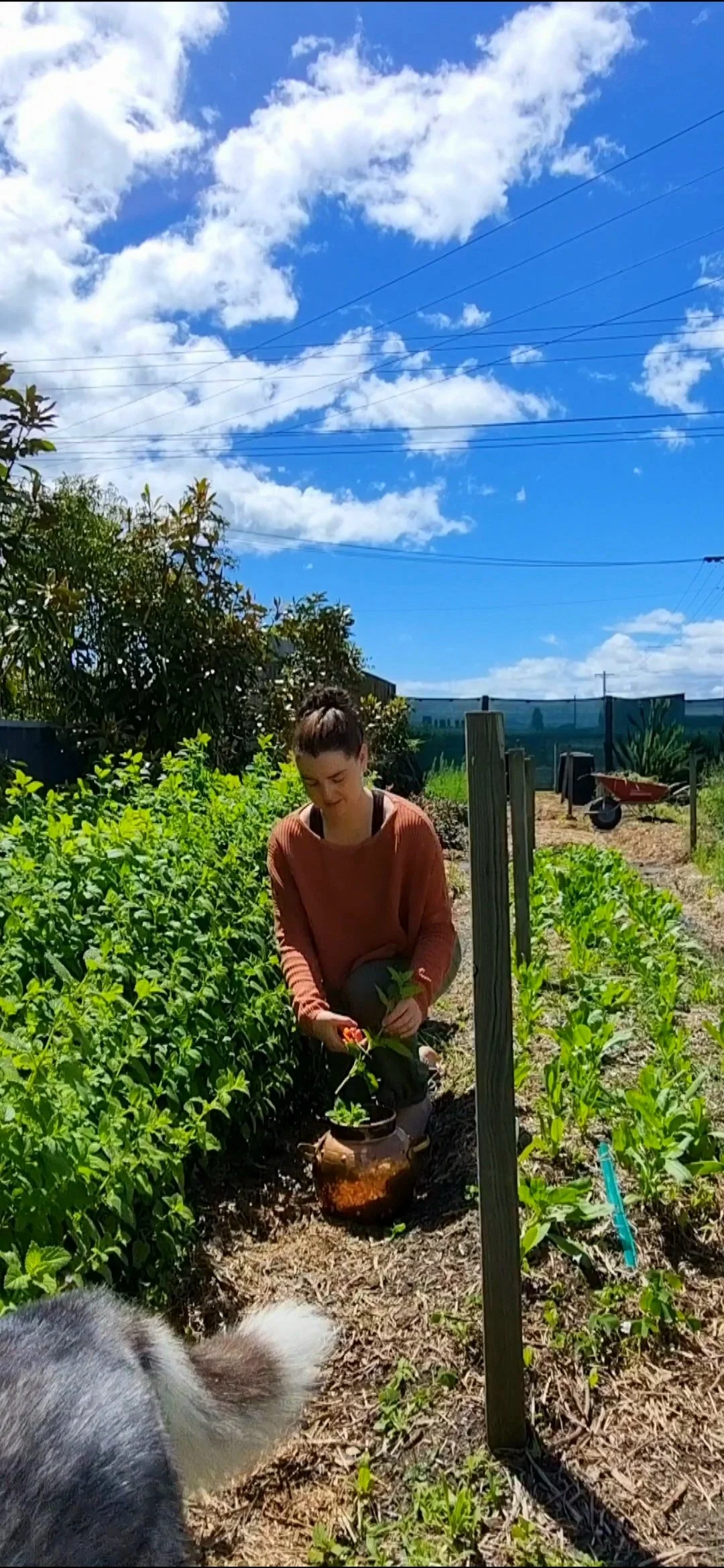 Emma the founder kneeling in the Harvest & Bloom garden harvesting fresh lush green Lemon Balm surrounding her and a bright blue sky with scattered clouds overhead and her Husky.