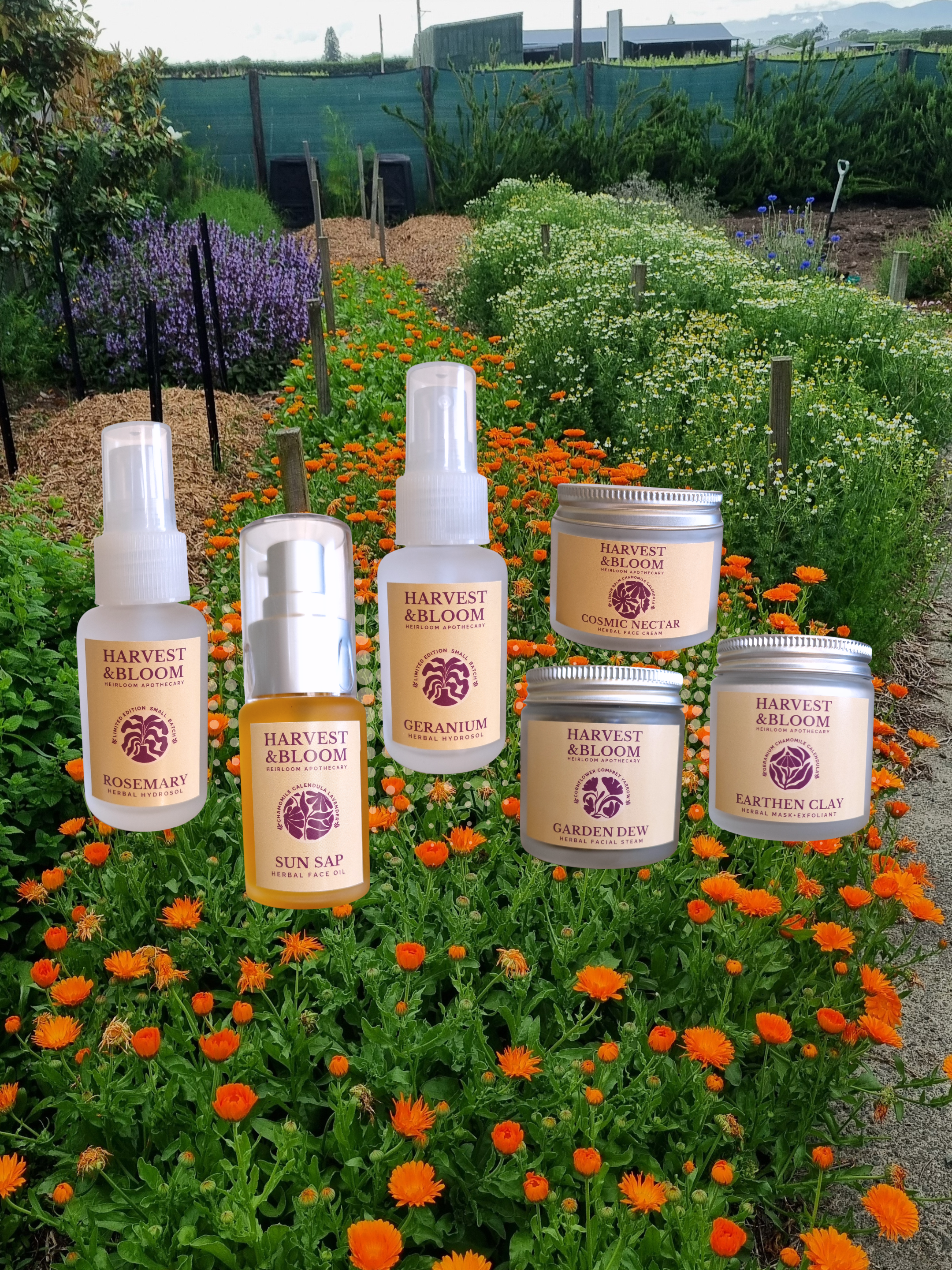 The Harvest & Bloom garden with vibrant calendula, chamomile, sage and lemon balm and herbal skincare products from Harvest & Bloom placed among the flowers.