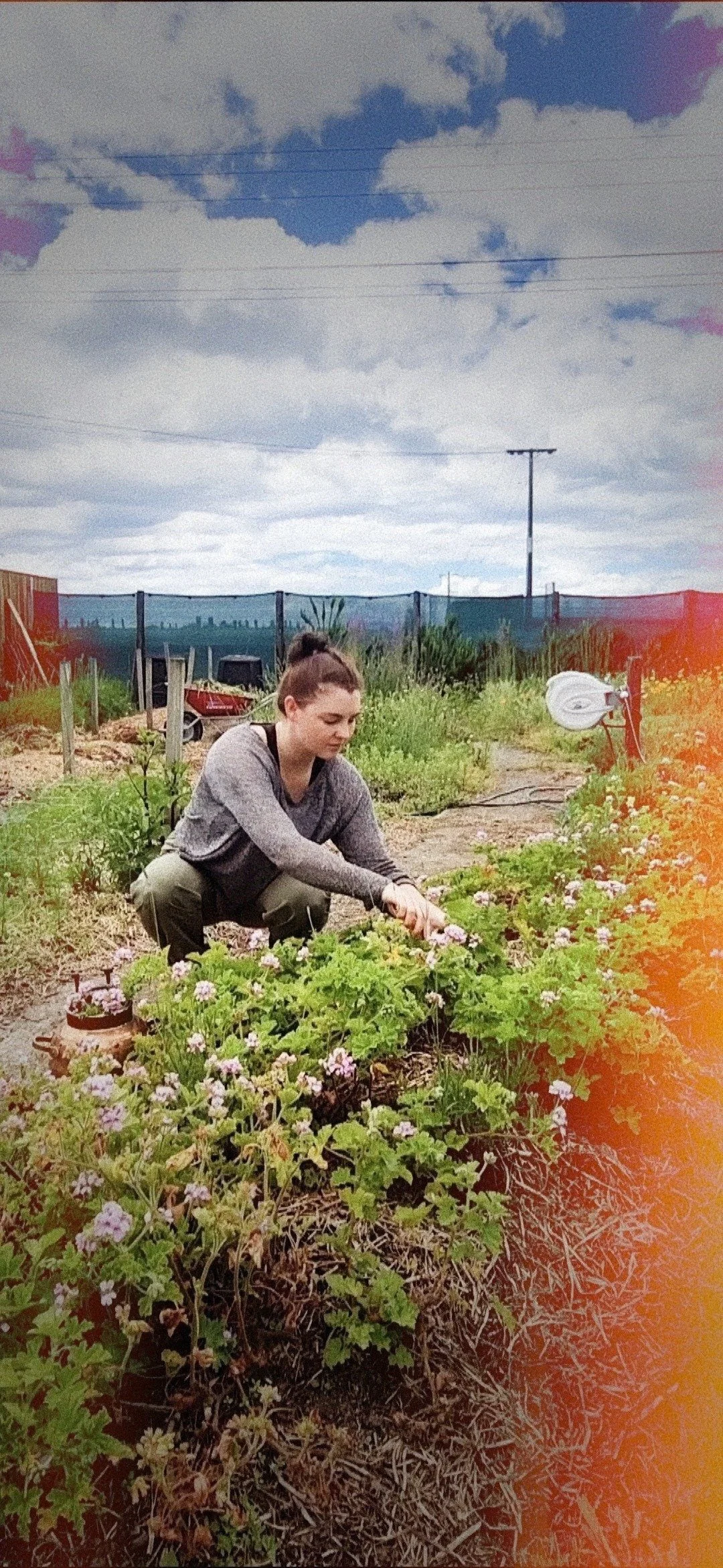 Emma the Founder, gardening in the Harvest & Bloom gardens with Geranium plants, and a blue sky. She is crouching down, tending to the plants.