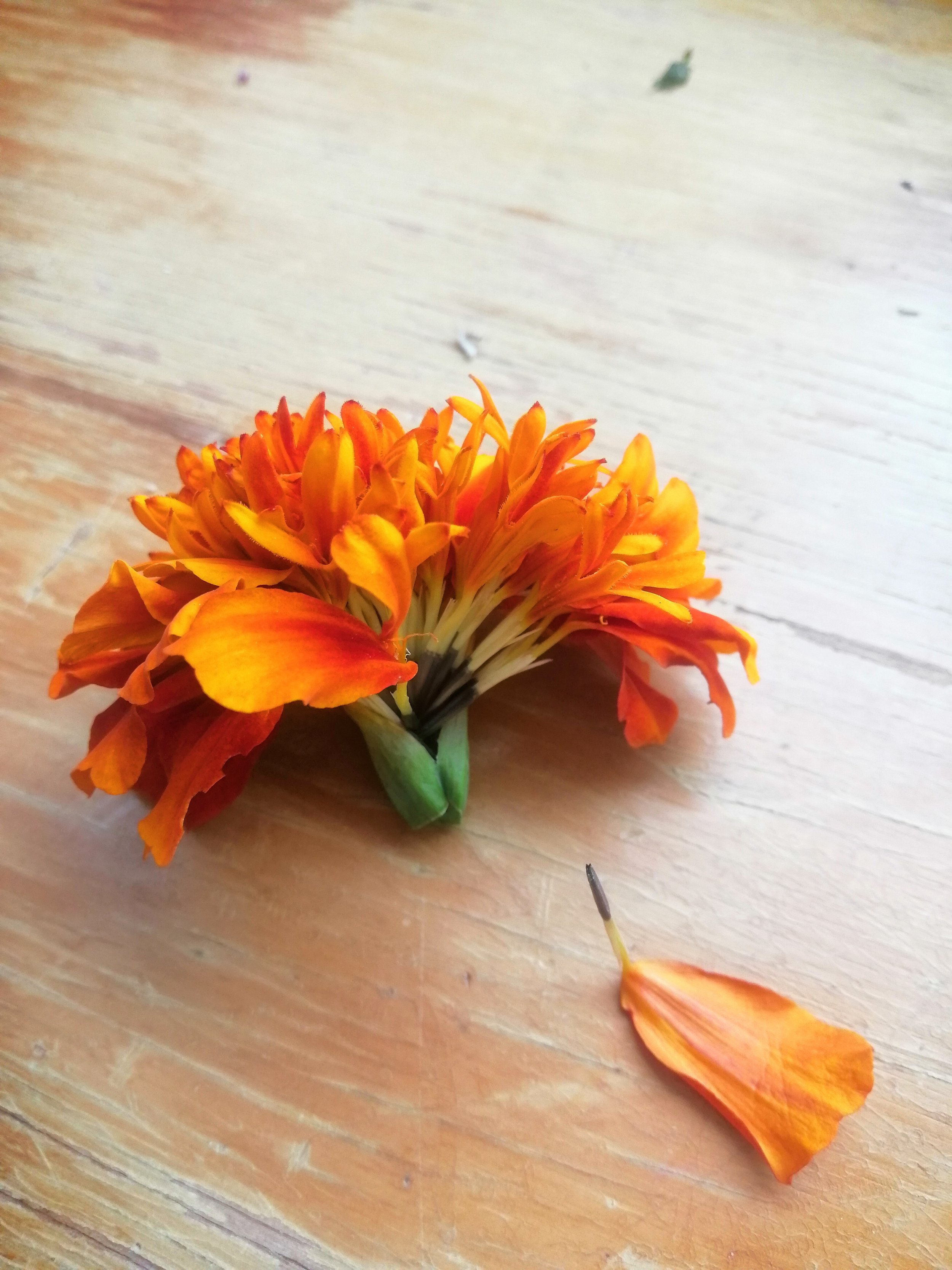 An orange Marigold flower with a detached petal on the wooden work bench showing the seed.