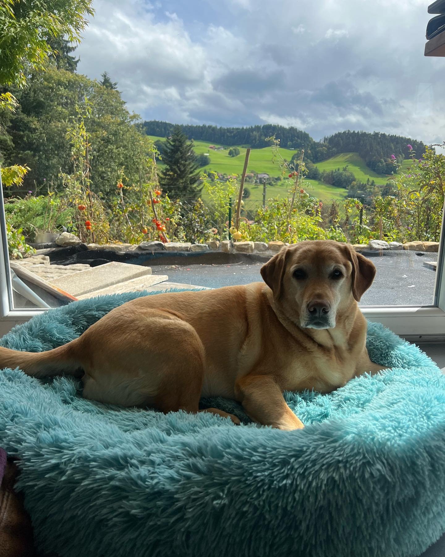 🐾❤️ Tagesbetreuung f&uuml;r Hund Neele! Diese herzensgute H&uuml;ndin verbringt einige Tage bei mir, um sich einzugew&ouml;hnen. Mitte Oktober wird sie f&uuml;r ca. 6 Wochen zu uns in die Ferien kommen, da Ihre Besitzerin eine schwere Zeit hat im Mo