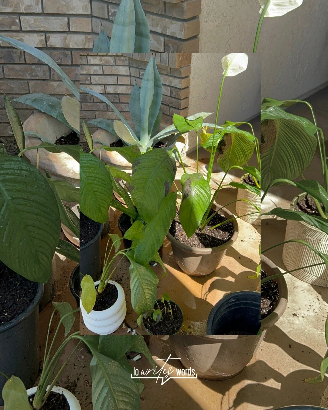 Recently, I did something I had been putting off for months.

I transplanted and re-soiled my house plants. 🪴

When I look down at my hands, I don&rsquo;t find a green thumb, but gardening is in my bones. As a child, I watched my grandmother care an