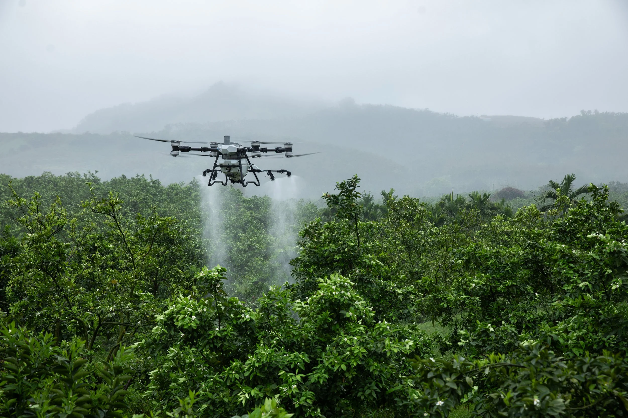A drone flying above green foliage in a foggy landscape, spraying liquid in a farm or plantation.
