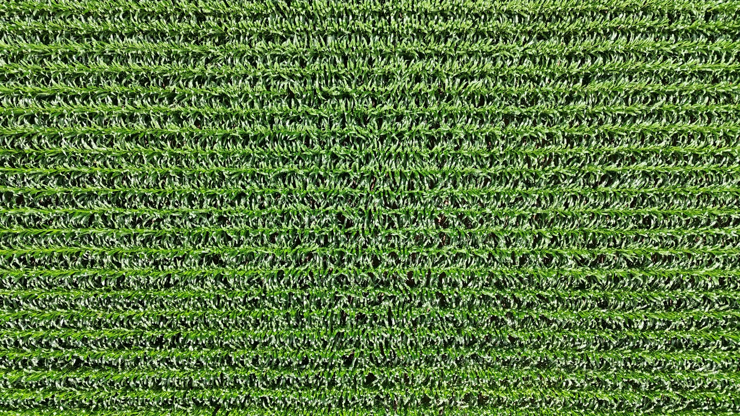 Overhead view of a dense green cornfield with rows of tall corn plants.