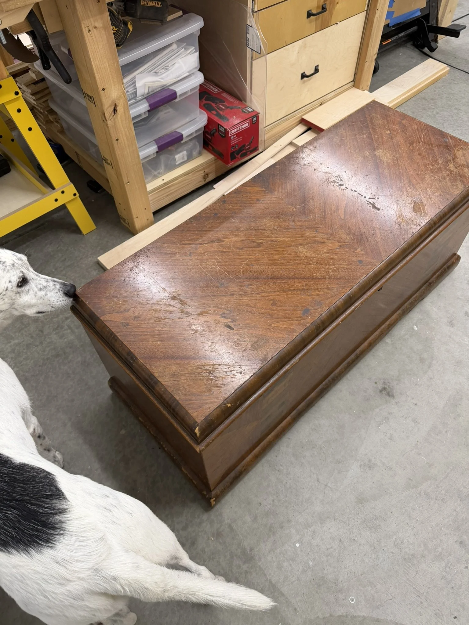First Things First: Inspection by the Shop Boss! - 

Before any restoration begins, the resident supervisor gives this 1951 Lane Cedar Chest a full sniff-down.  With years of wear, chipped veneer, and scratches galore, there's a lot to take in, but t