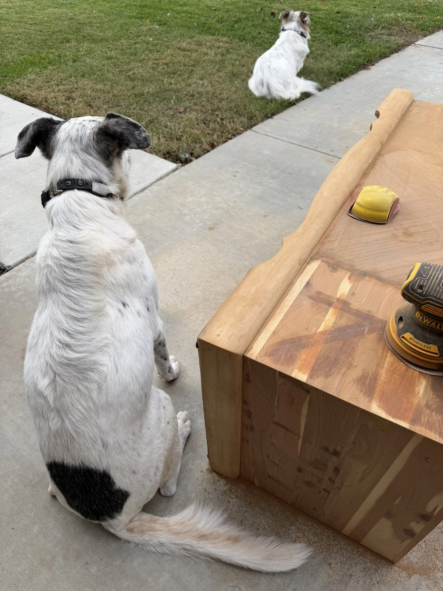 Smokey likes to be involved...closely involved.  Bandit, on the other hand, kept his distance…at first.  Of course, once the sanding dust started sticking to everything, both dogs needed a full scrub.  Totally worth it for the company (and the cutene