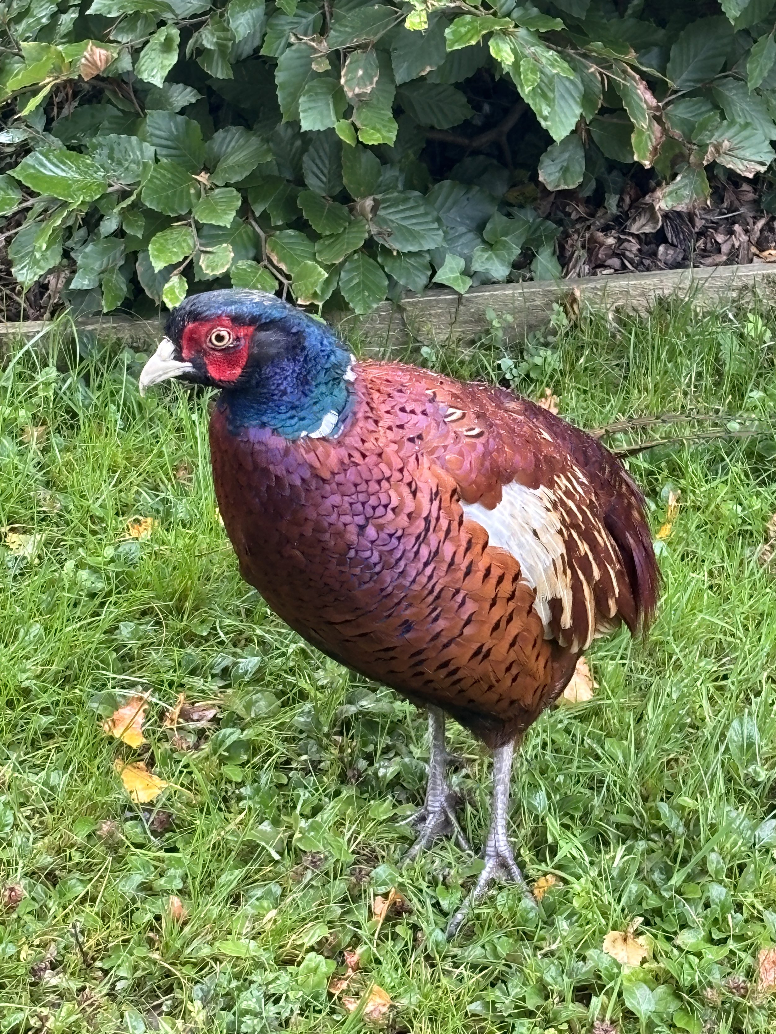 Wild Pheasant
