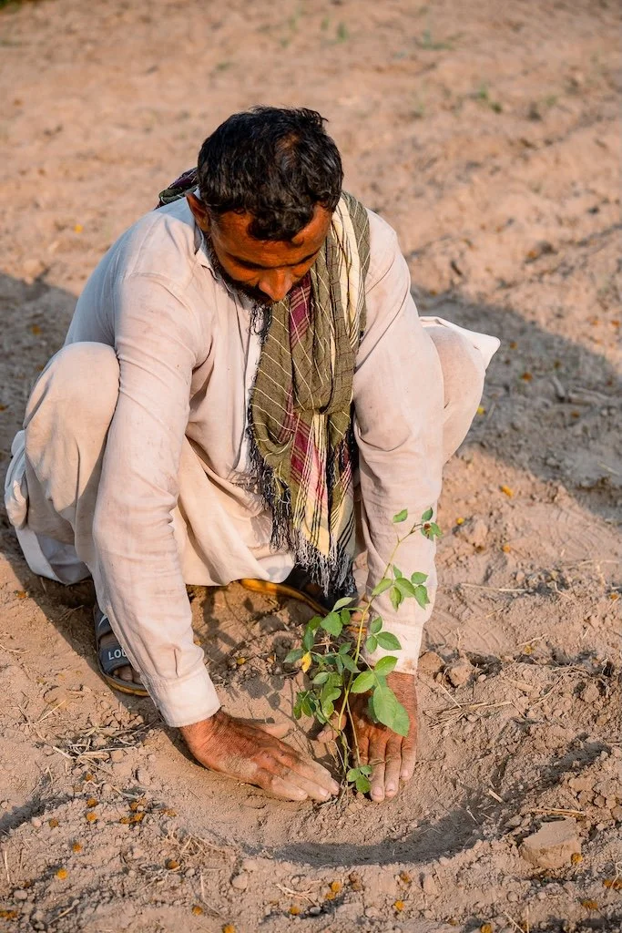 A man planting a tree to enhance biodiversity in cotton