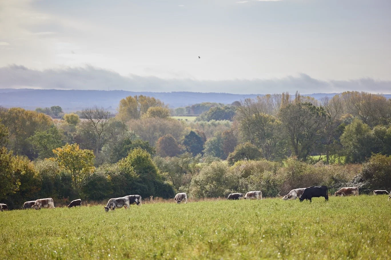 Rose Dale's Organic Farm in Buckinghamshire for Pilio