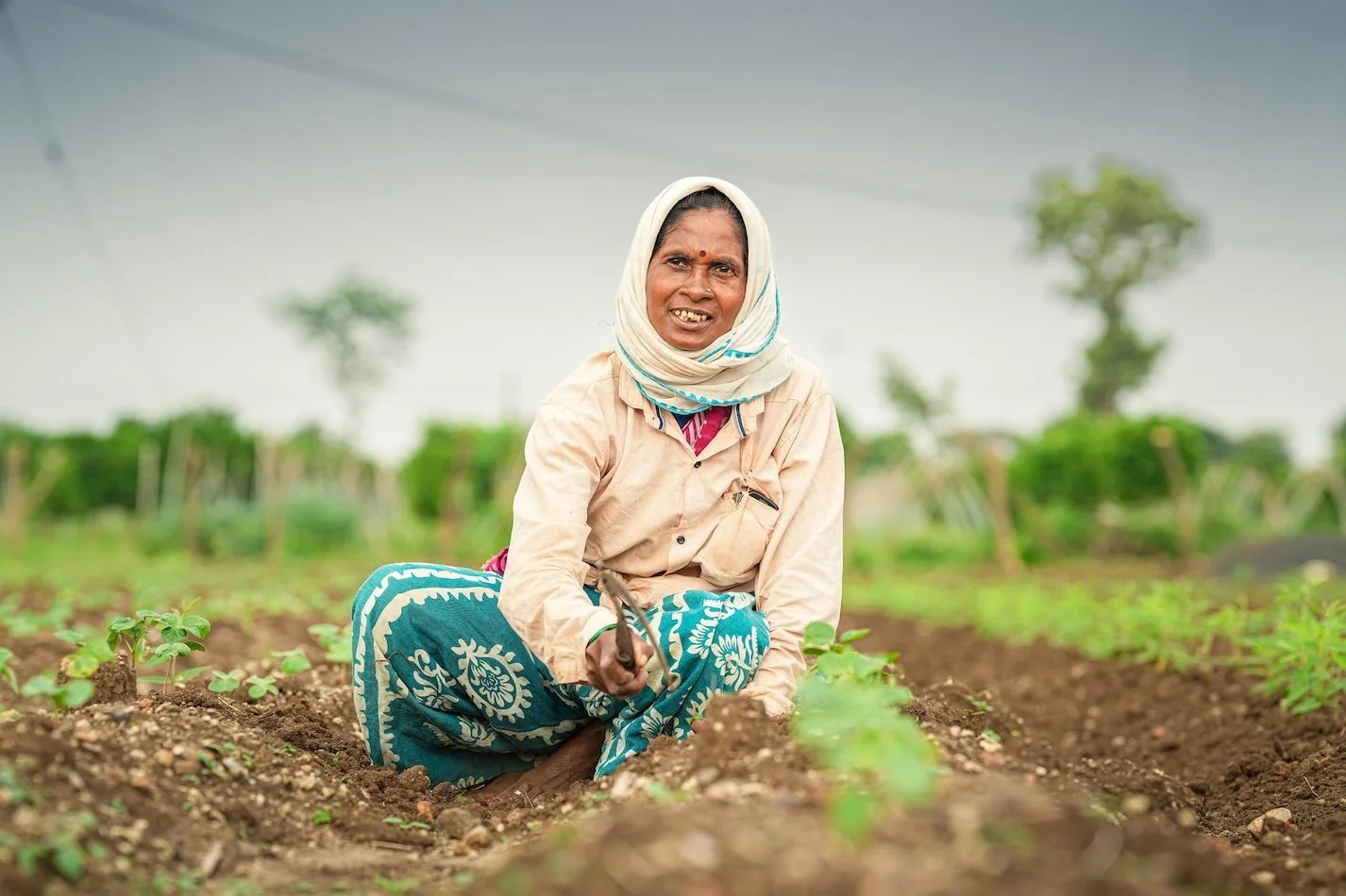 An Indian woman tends to cotton sprouts in ACE Cotton village