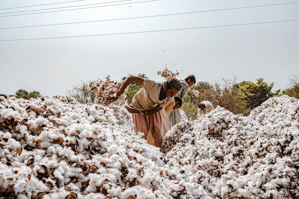 A man sorting through a pile of cotton in the ACE Cotton programme