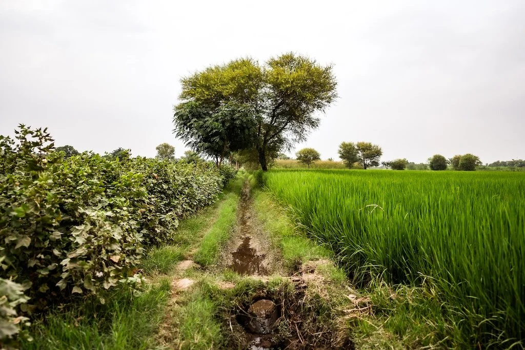 A cotton field with surrounding biodiversity for ACE Cotton