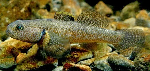 Male upland bully (Gobiomorphus breviceps). Image Source:Wikipedia.jpg