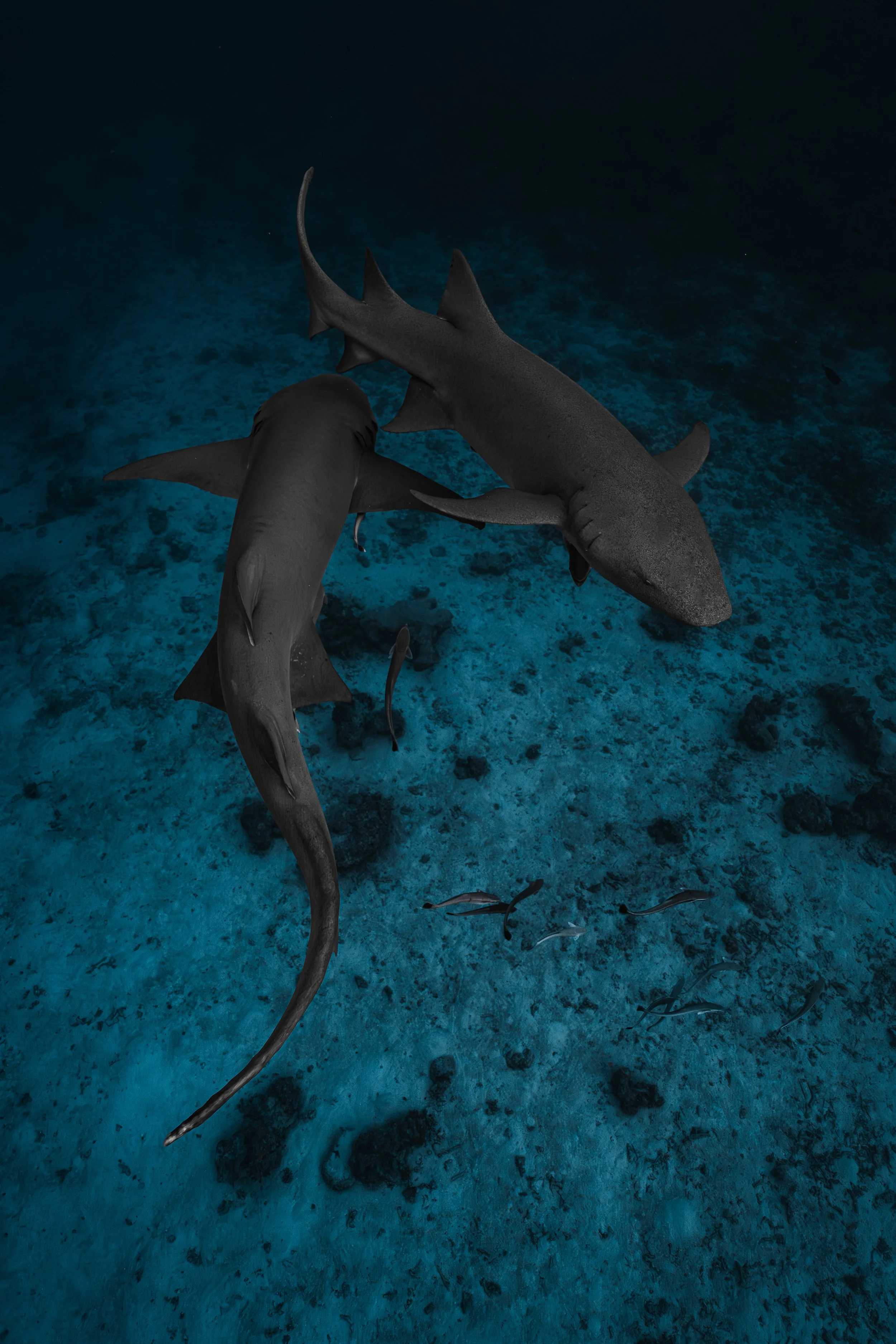 Three sharks swimming above the ocean floor with smaller fish nearby.