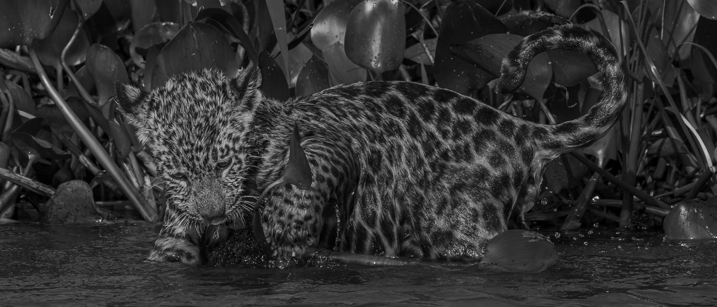 A leopard cub in water surrounded by dense vegetation with large leaves.
