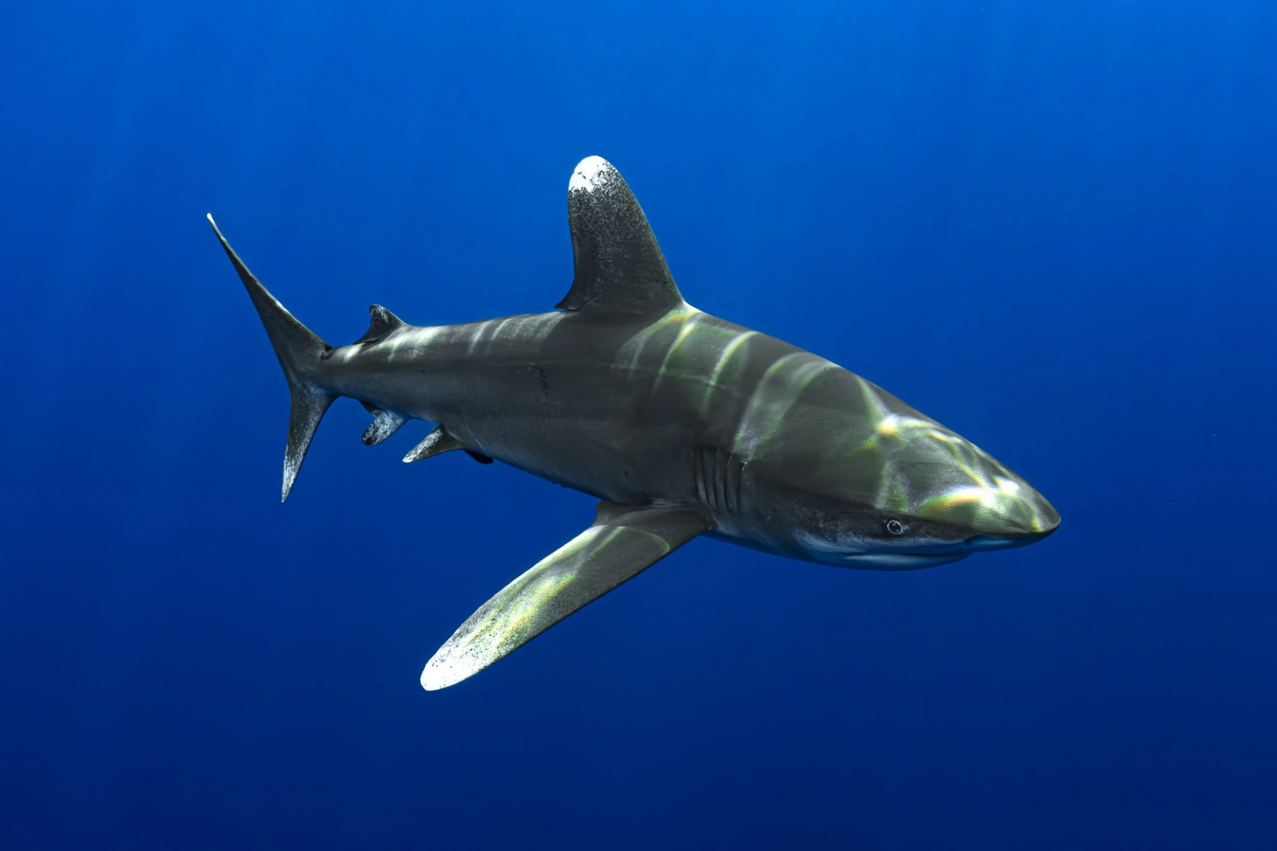 A shark swimming in deep blue ocean water.