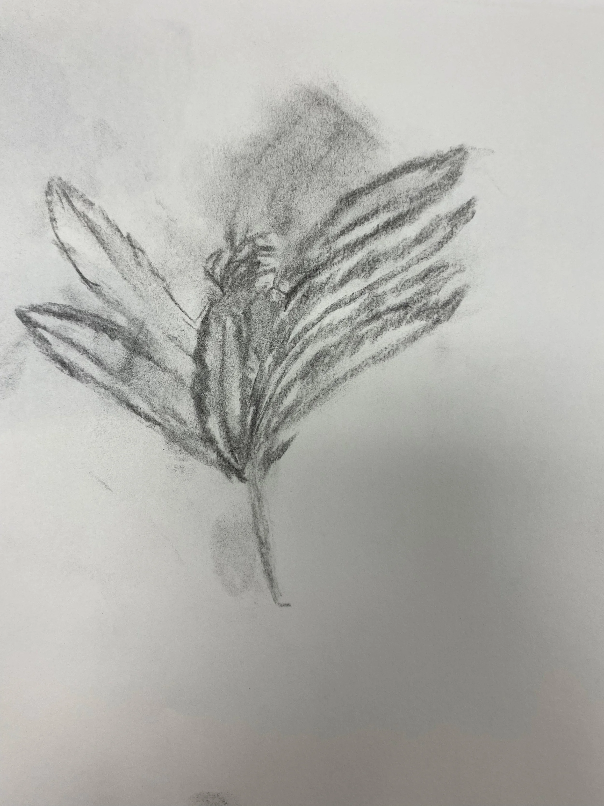 ggpDrawings6.jpg