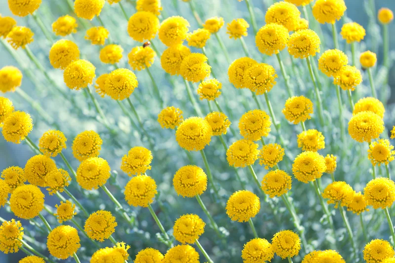 Artemisinin Fights Cancer 