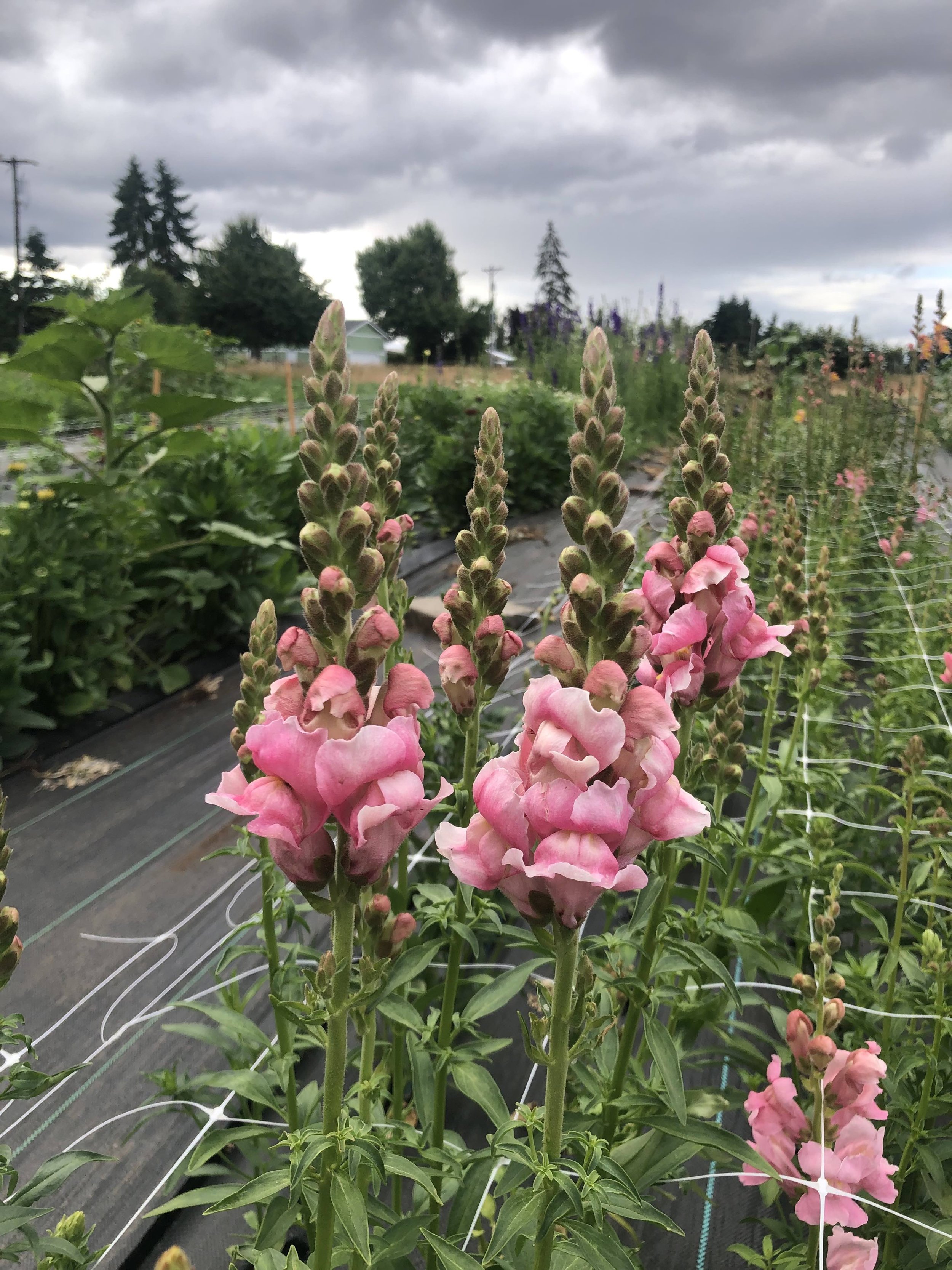 Wednesday evening u-pick