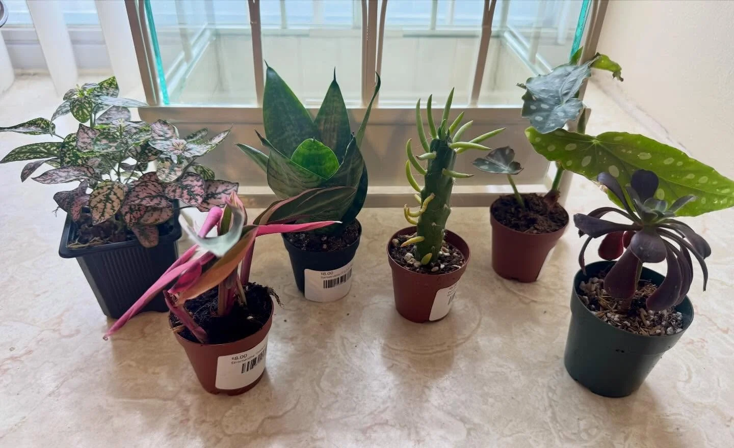 Before the blizzard rolls in, I made a quick stop at the Flyleaf Succulent &amp; Tropical Plants sale yesterday to gather some joy for my new terrarium, a birthday gift to match the one I received last year. Thanks to these cat-proof terrariums, I ca