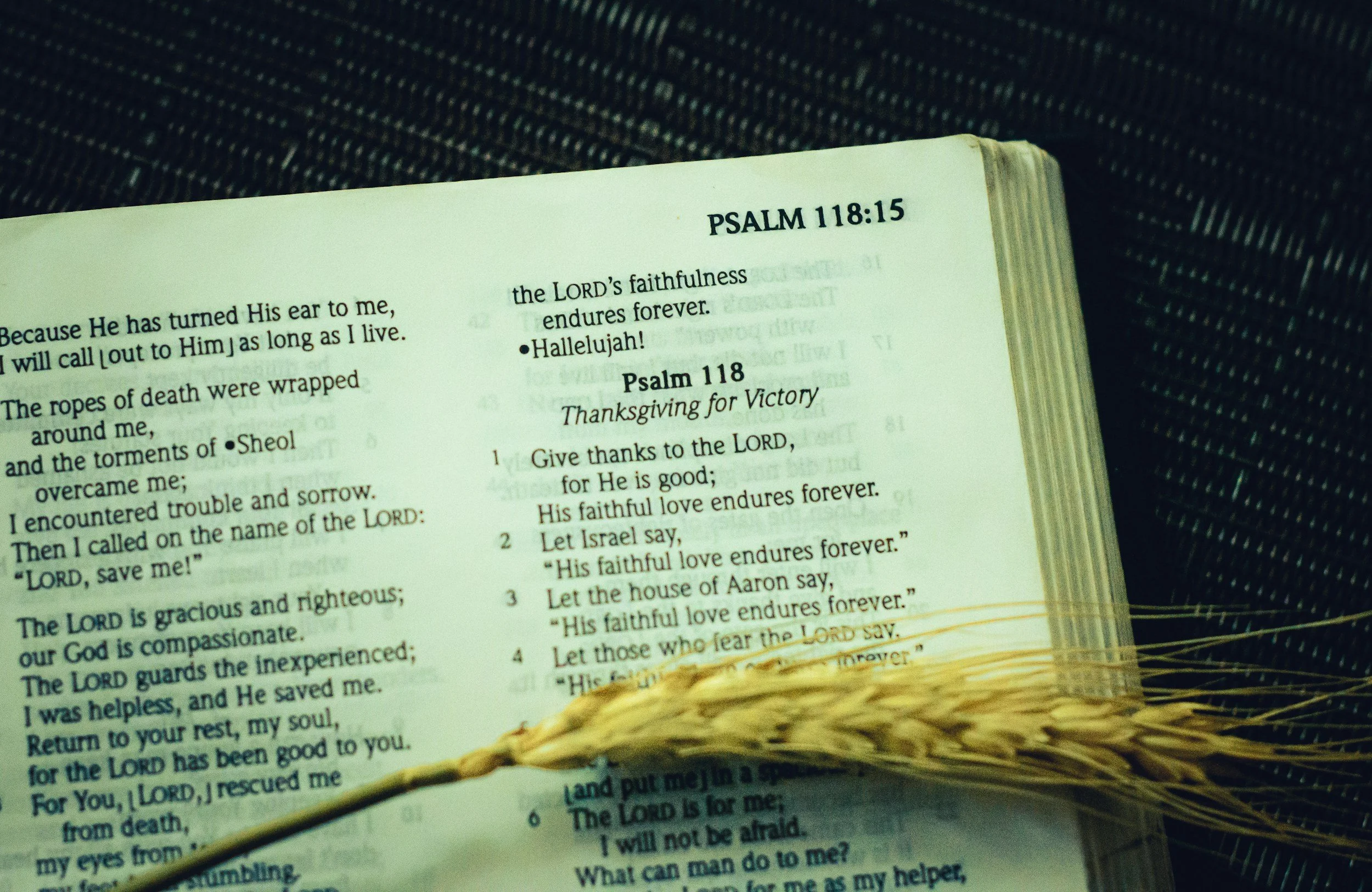 A Bible opened to Psalm 118 with a wheat stalk laying on top of it.