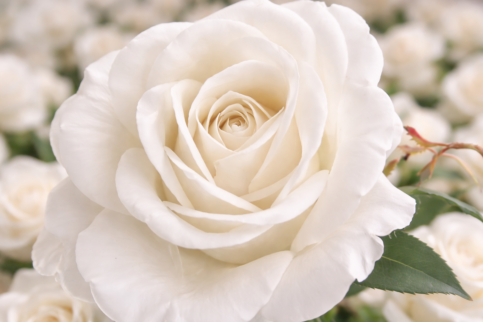 ChatGPT Image Apr 18, 2026, 06_01_18 PM.png